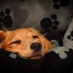 Pet Bedding