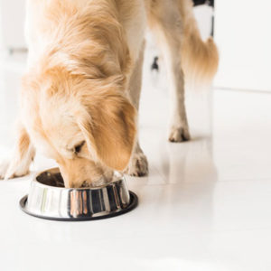 Dog Food