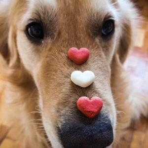 Dog Treats