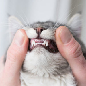 Pet Dental