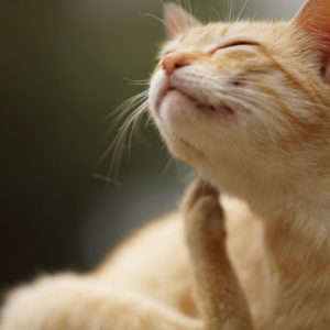 Flea & Tick