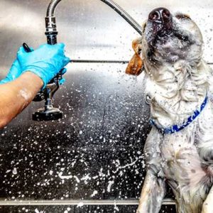 Grooming
