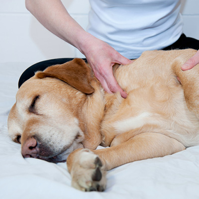 Massage Therapy by Woof Pet Resort