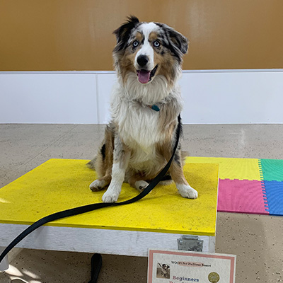 Obedience Classes by Woof Pet Resort