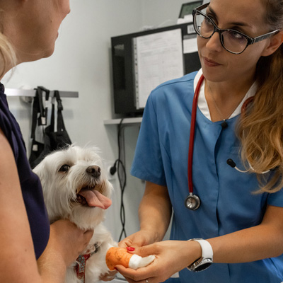 Kineseology taping by Woof Pet Resort