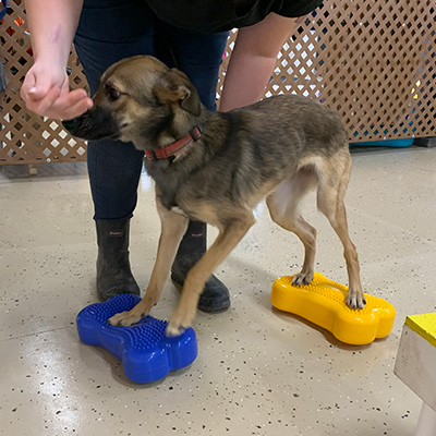 Therapeutic Exercise by Woof Pet Resort