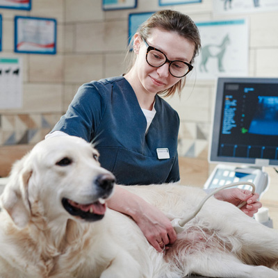 Ultrasound Therapy by Woof Pet Resort