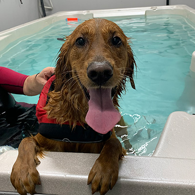 Water Therapy by Woof Pet Resort